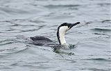 Black-faced Cormorant